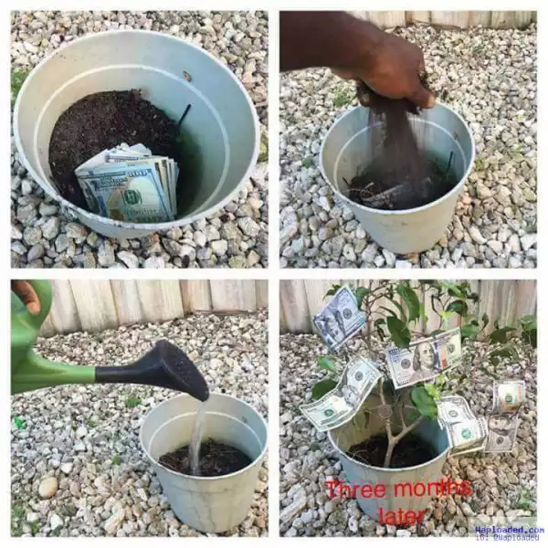 See Plant that brings money to your home if planted